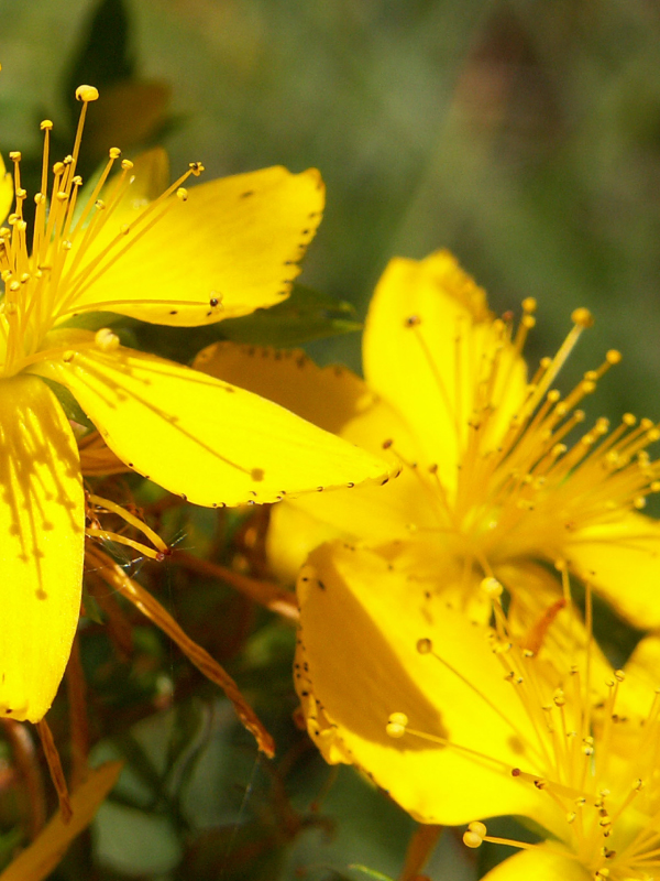 hilmi yıldırım sarı kantaron çiçeği yağı
